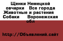 Щенки Немецкой овчарки - Все города Животные и растения » Собаки   . Воронежская обл.